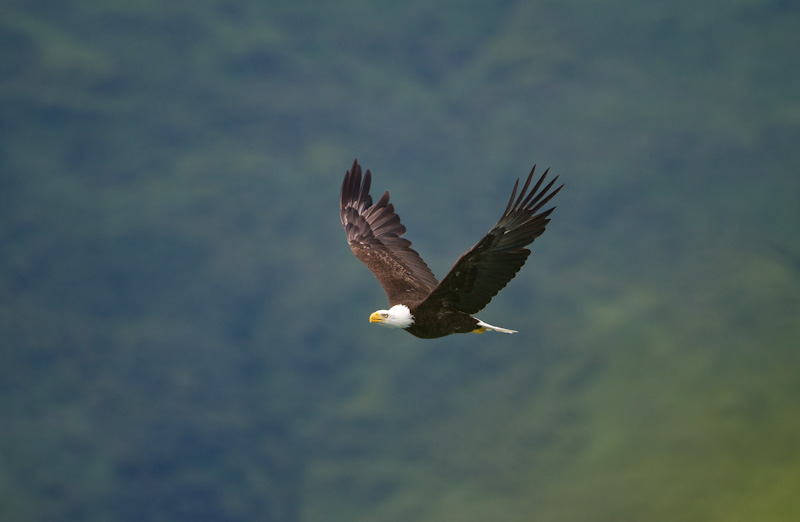 Bald Eagle In Flight